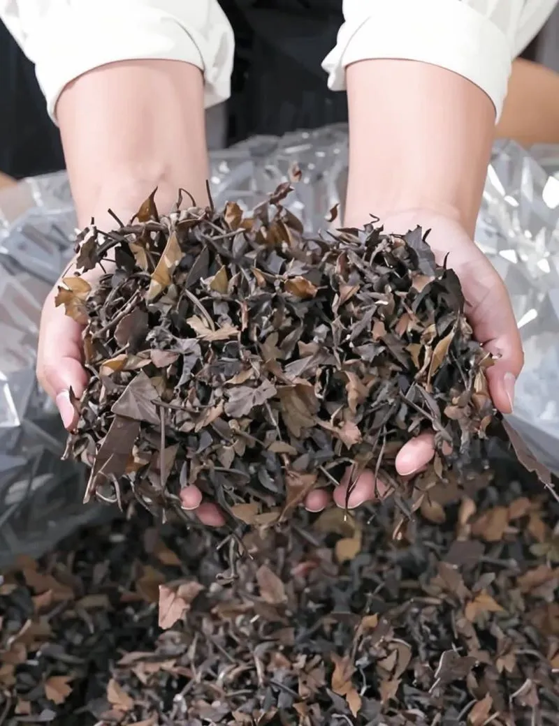Is it true that white tea gets better with age.webp