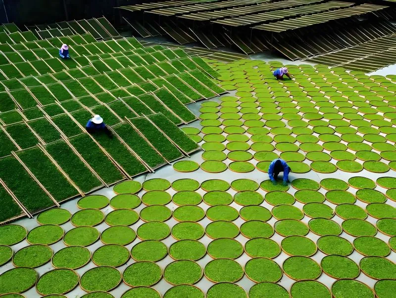 Why is white tea the simplest to process.webp