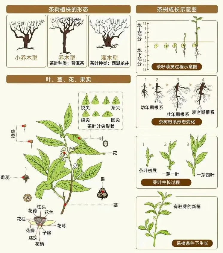 Understanding Tea Trees.webp