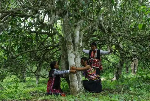 Yunnan Ancient Tea Tree.webp