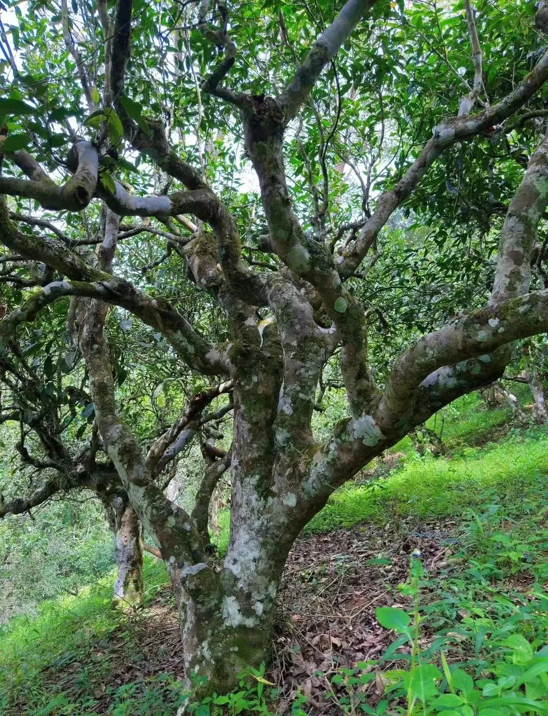 Lao Ban Zhang ancient tea trees.webp